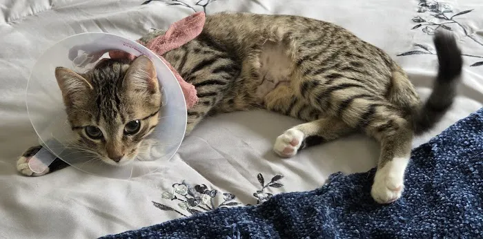 RAD Pets Affordable Surgery Ctr Picture 5