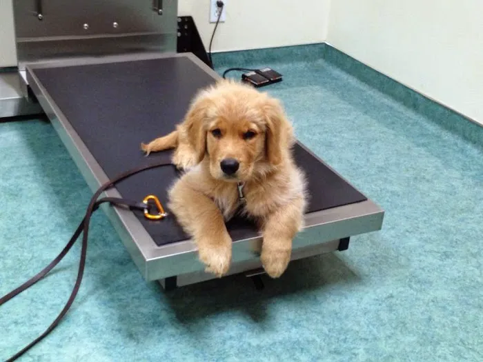 West Hills Animal Hospital Picture 4