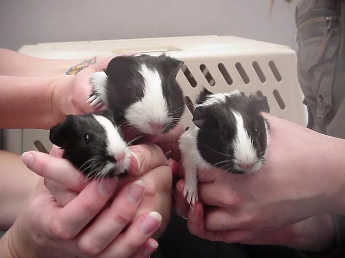 West Hills Animal Hospital Picture 3