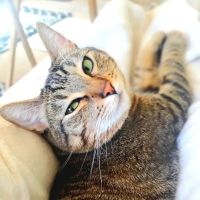 VCA Delta Oaks Animal Hospital ico