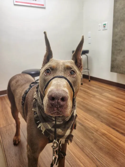 VCA Delta Oaks Animal Hospital Picture 2