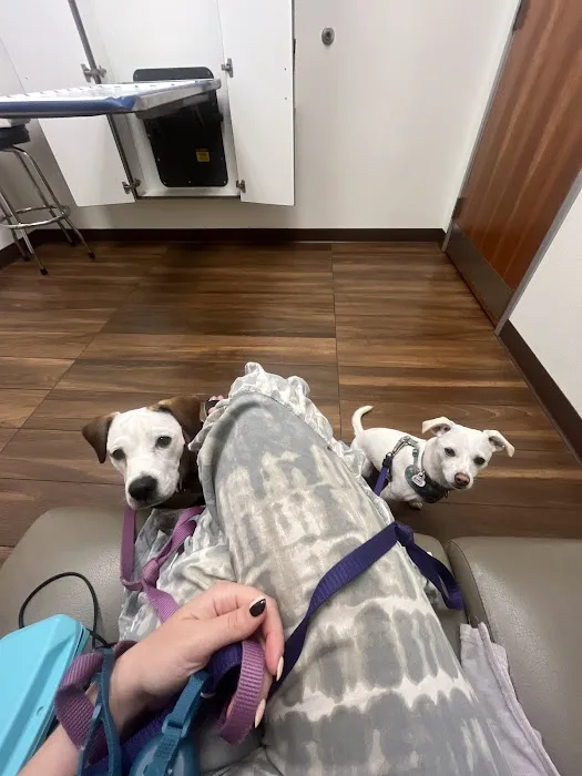 VCA Delta Oaks Animal Hospital Picture 6
