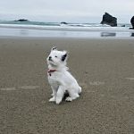 Willamette Animal Guild (WAG) Spay/Neuter & Wellness Clinic