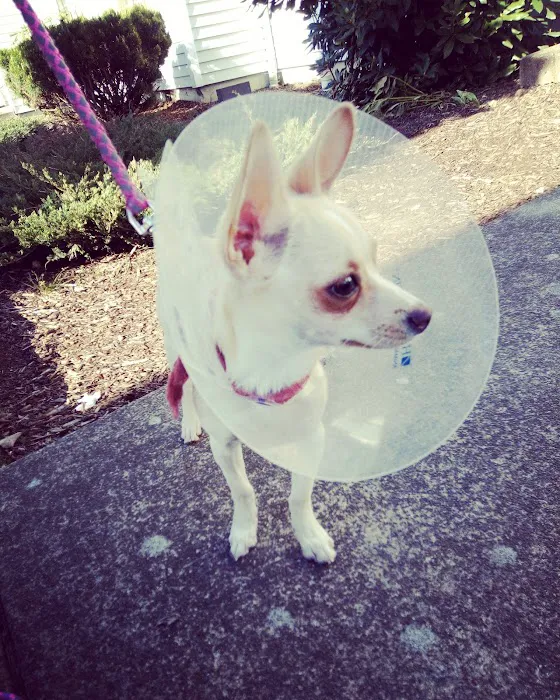 Willamette Animal Guild (WAG) Spay/Neuter & Wellness Clinic Picture 9