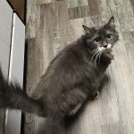 Banfield Pet Hospital