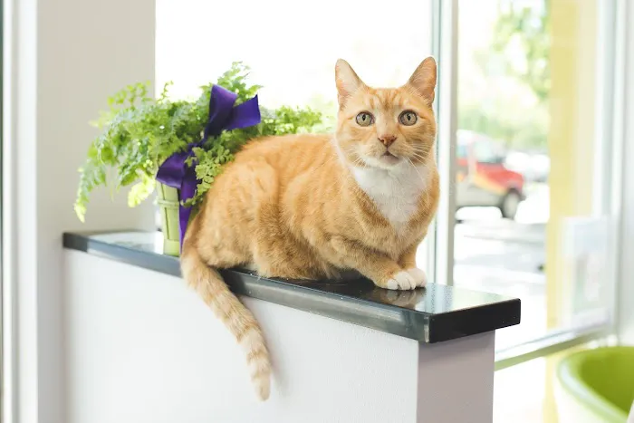 Pawsitive Wellness Veterinary Care LLC Picture 1