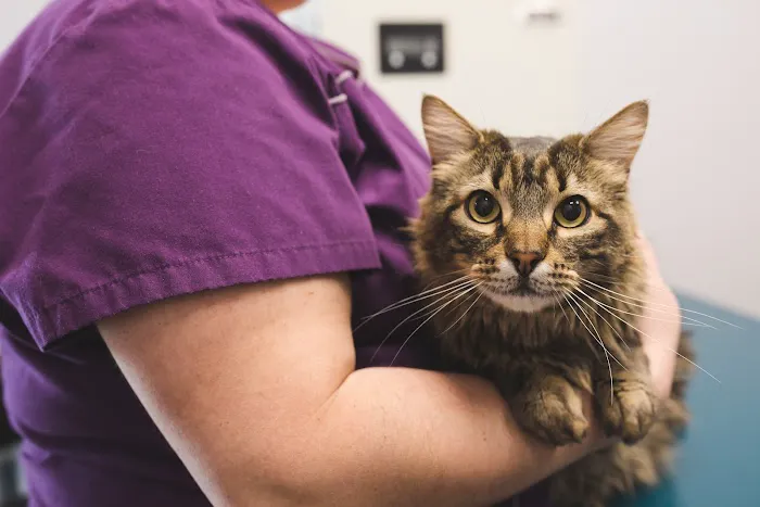 Pawsitive Wellness Veterinary Care LLC Picture 5