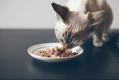 Pawsitive Wellness Veterinary Care LLC Picture 6
