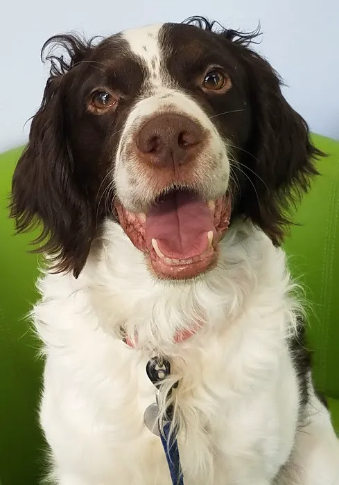 Pawsitive Wellness Veterinary Care LLC Picture 10