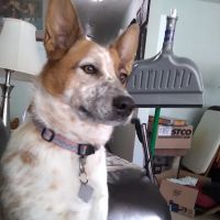 Good Neighbor Vet ico
