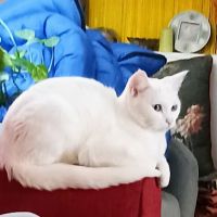 Spay & Neuter Clinic ico