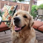 Willakenzie Animal Clinic