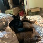 Four Corners Veterinary Clinic