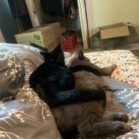 Four Corners Veterinary Clinic ico