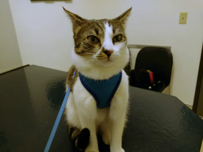 Four Corners Veterinary Clinic Picture 6
