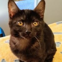 West Eugene Animal Hospital ico
