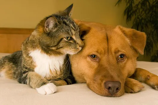 West Eugene Animal Hospital Picture 7