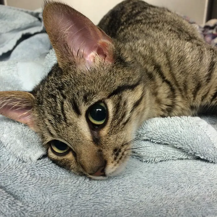 West Eugene Animal Hospital Picture 6