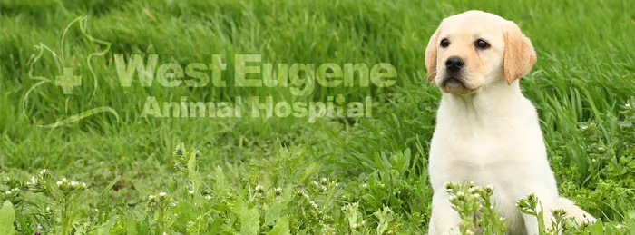 West Eugene Animal Hospital Picture 10