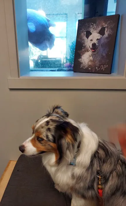 VCA Westmoreland Animal Hospital Picture 4