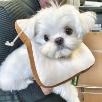 VCA Westmoreland Animal Hospital ico