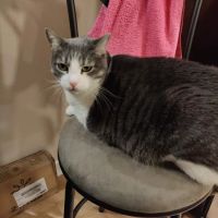 VCA Fort Collins Animal Hospital ico