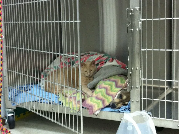 Fossil Ridge Animal Hospital Picture 5