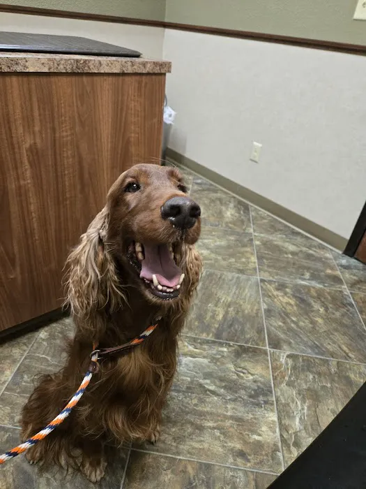 Pet Wellness Clinic LLC Picture 2