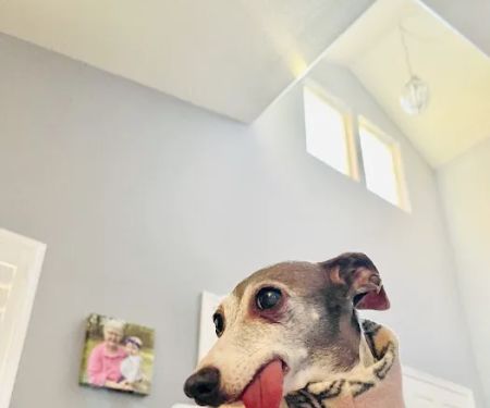 Pet Wellness Clinic LLC