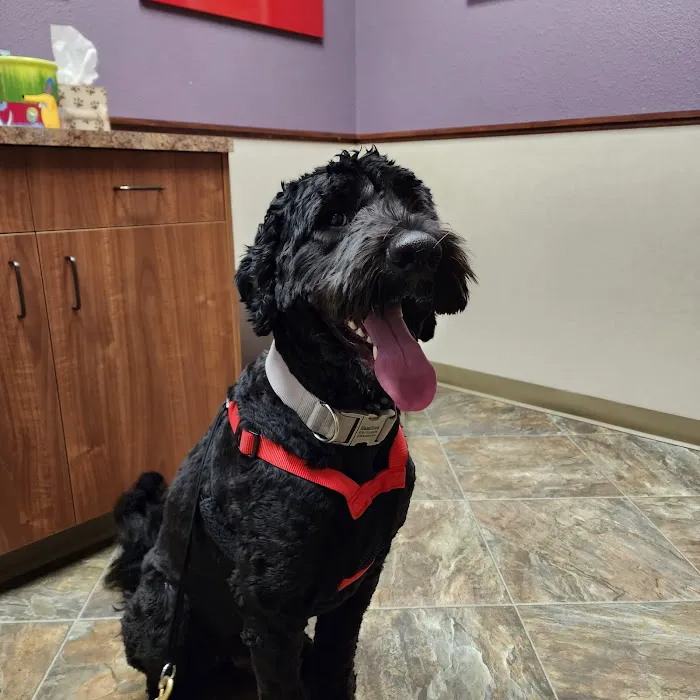 Pet Wellness Clinic LLC Picture 3