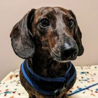 Friendship Hospital for Animals ico