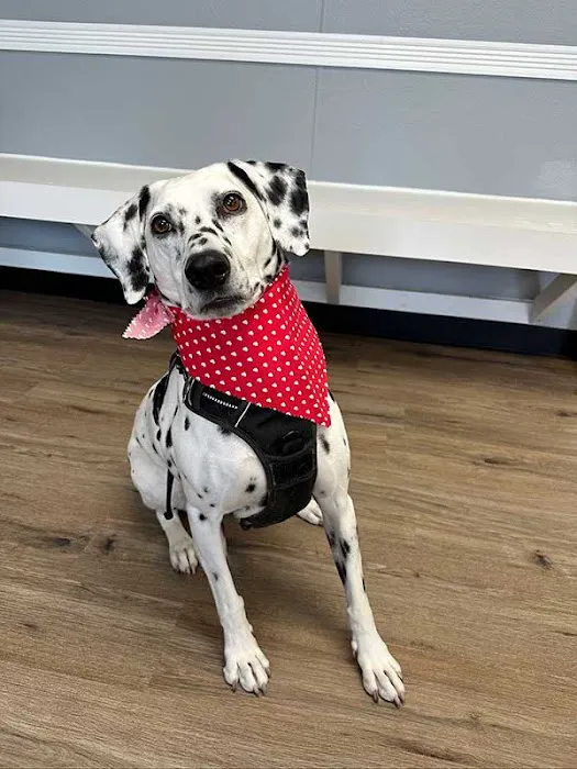 Harmony Road Veterinary Clinic Picture 4