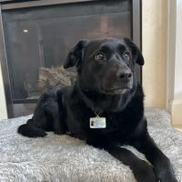 Banfield Pet Hospital ico