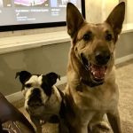 Platte Valley Veterinary