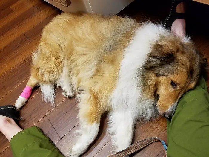 Countryside Animal Hospital Picture 3
