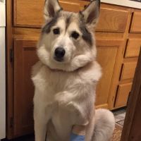 Countryside Animal Hospital ico