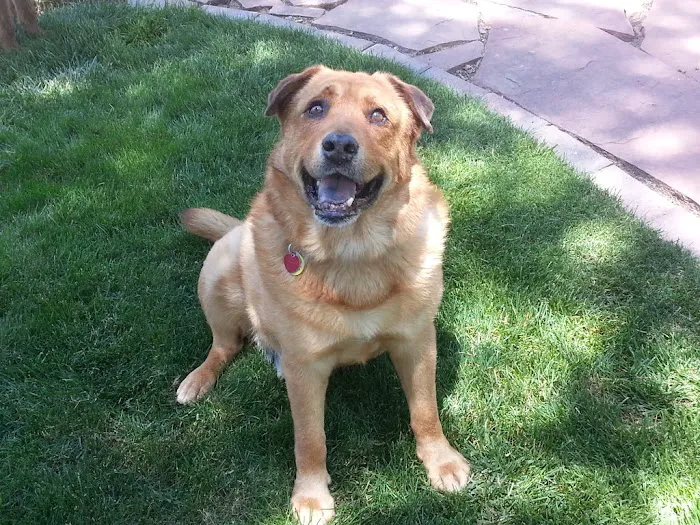 Timberline Animal Hospital Picture 1