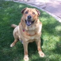Timberline Animal Hospital ico