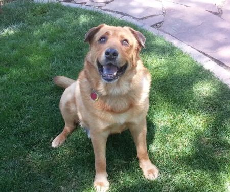Timberline Animal Hospital