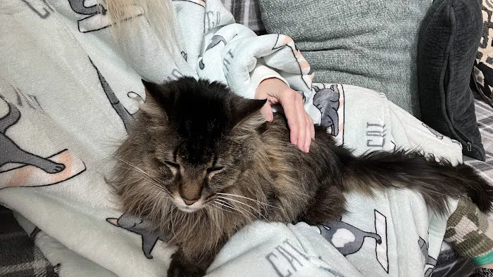 Timberline Animal Hospital Picture 7