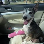 Inkwell Veterinary Emergency Clinic