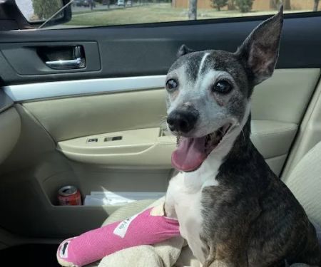 Inkwell Veterinary Emergency Clinic