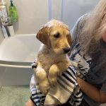 Banfield Pet Hospital