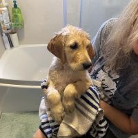 Banfield Pet Hospital ico