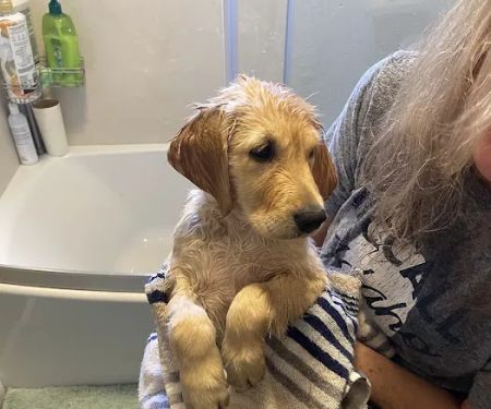 Banfield Pet Hospital