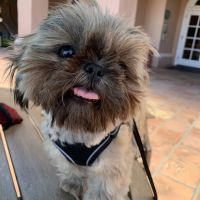 The Natural Pet Tooth Fairy ico