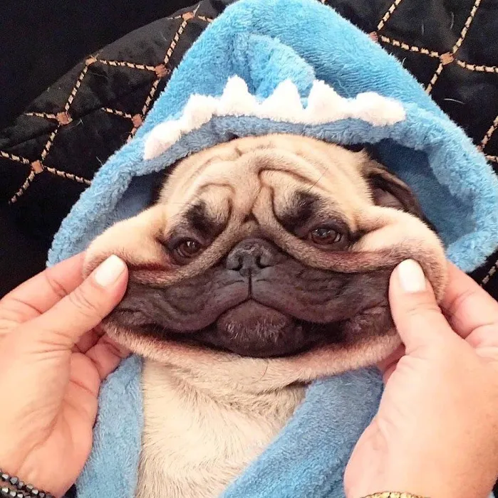 The Natural Pet Tooth Fairy Picture 9