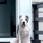 ABC Pet Clinic