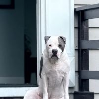 ABC Pet Clinic ico