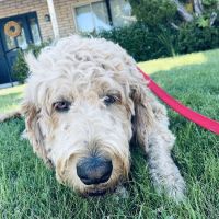 San Ramon Veterinary Hospital ico